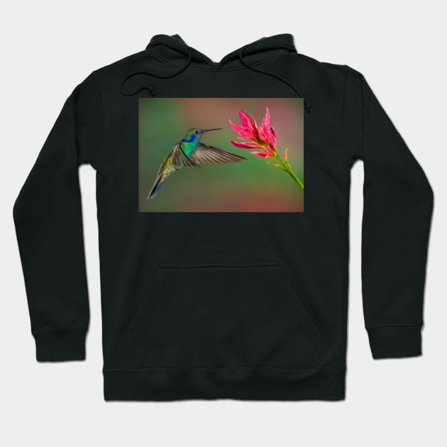 Green Violetear Hummingbird Hoodie by jforno